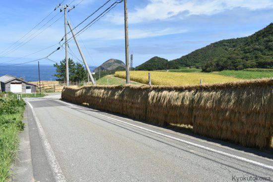 棚田で稲刈りが始まりました。